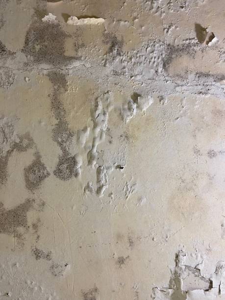 Best Toxic Mold Removal  in Fort Loramie, OH